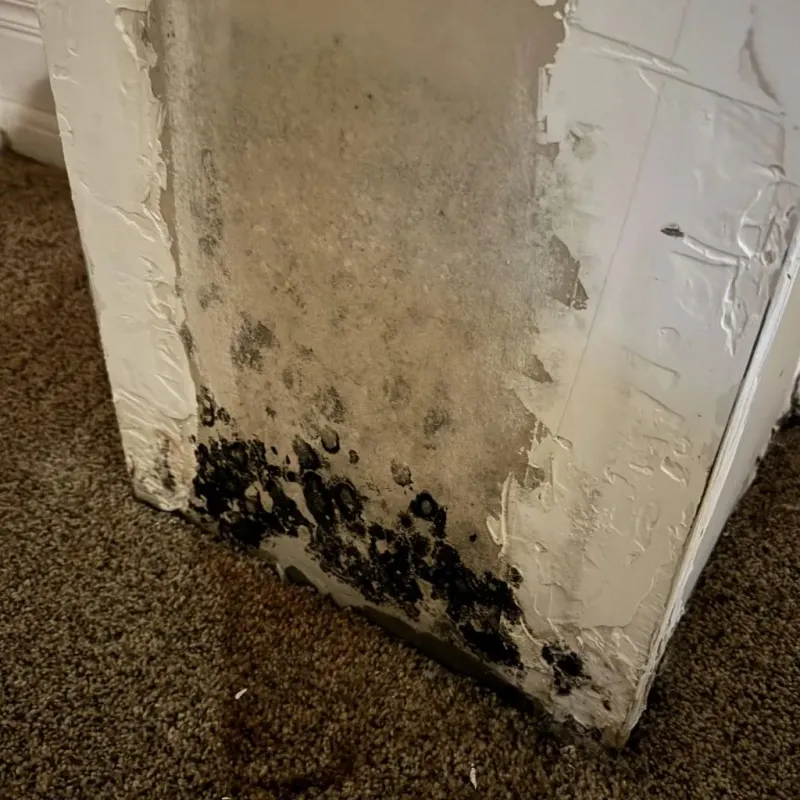 Professional Mold Removal in Queen City, TX